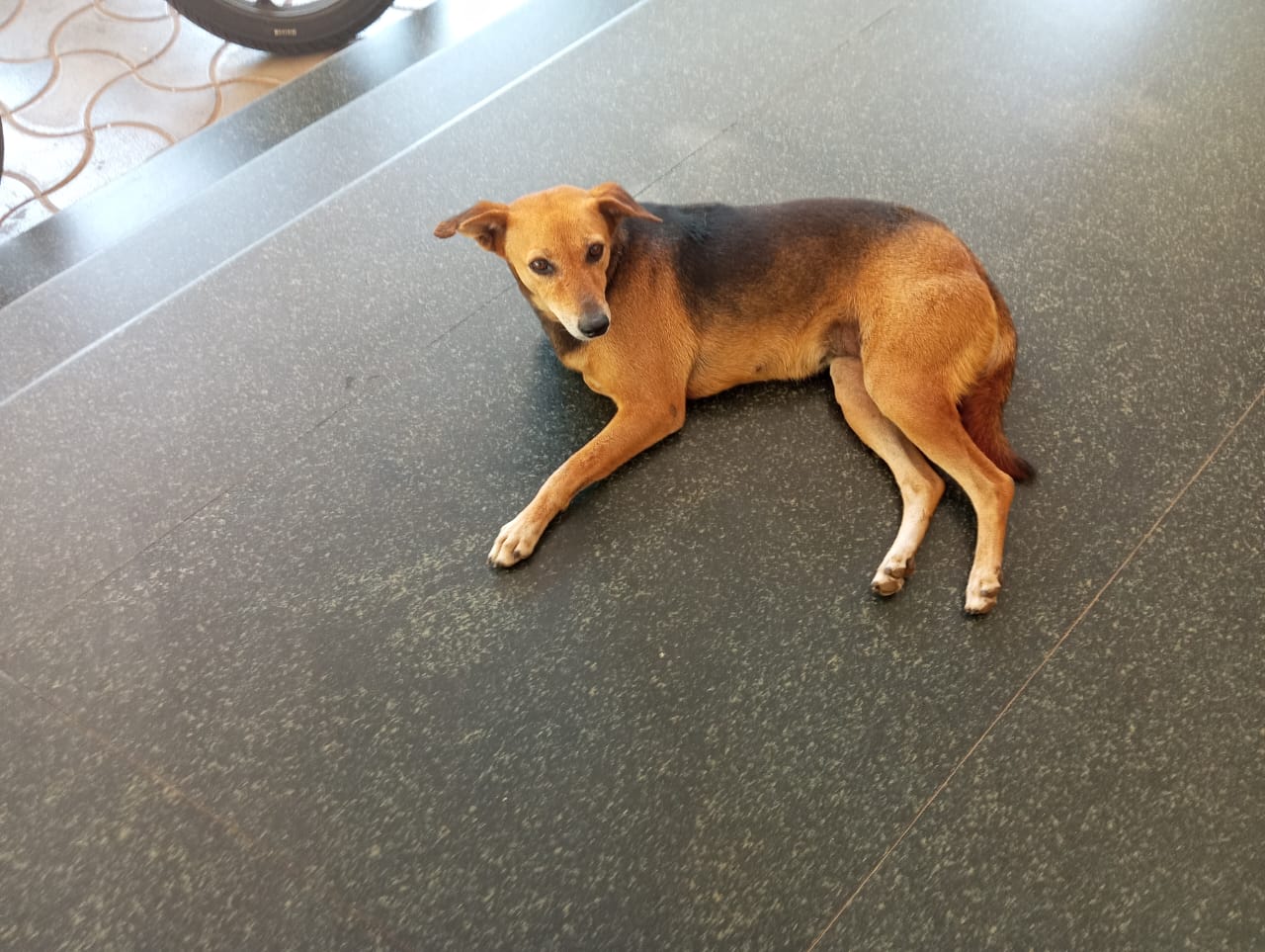 CV Raman Hostel Dogs